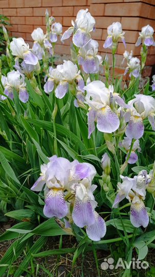 Ирис