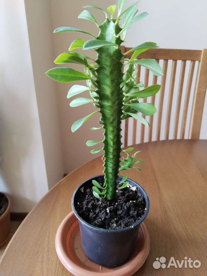 Молочай Эуфорбия