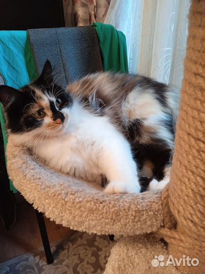 Киса ищет дом