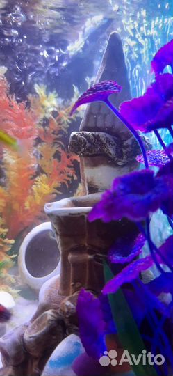 Аквариум