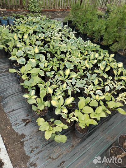 Хосты.27сортов