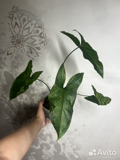 Сингониум моттлед