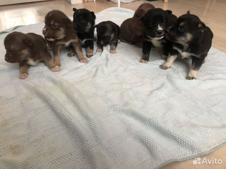 Щенки сибирской хаски