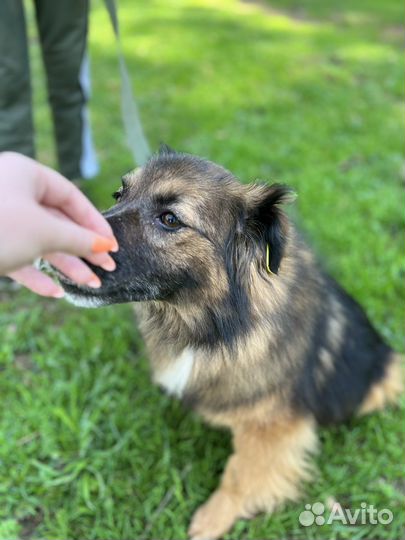 Собака ищет дом