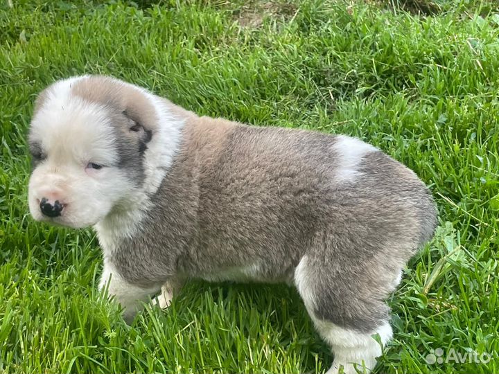 Продажа щенков алабая