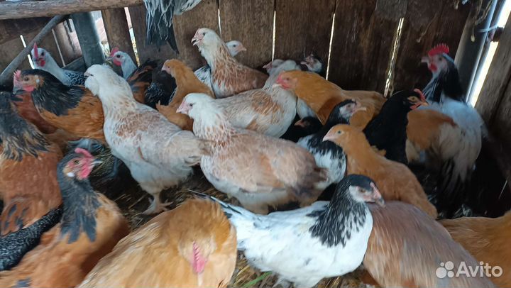 Молодки, семьи кур