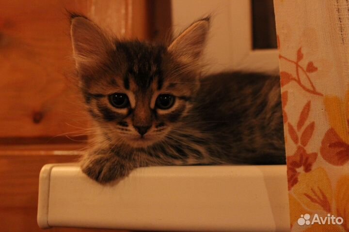 Отдам котят