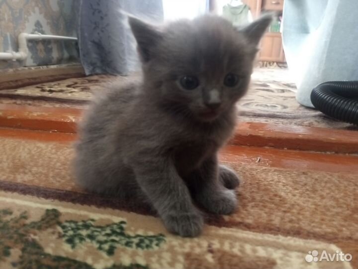 Котики и кошечка