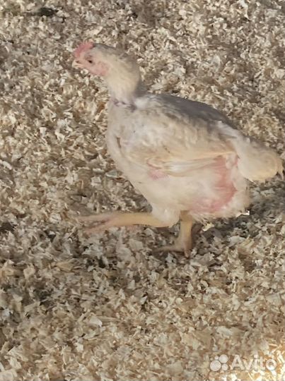 Бройлер живым весом