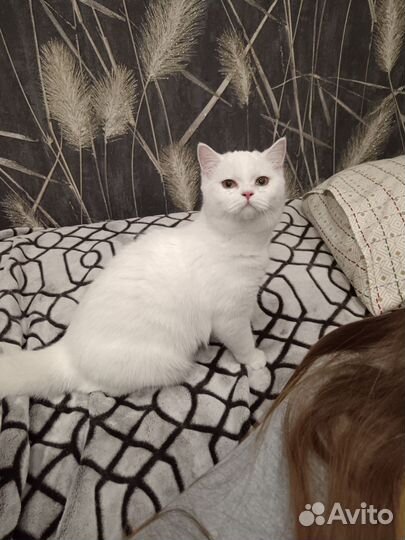 Кошка британская шиншилла