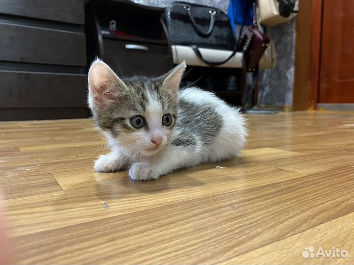 Кошка