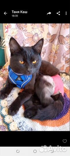 Отдам кота в добрые руки