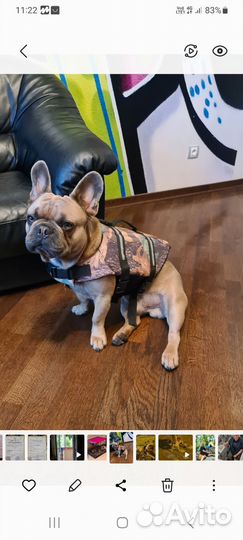 Плавательный жилет для собак