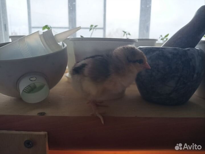 Проведу инкубацию