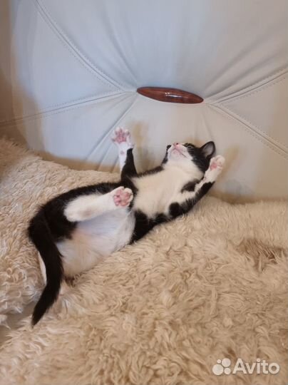 Продаю котенка
