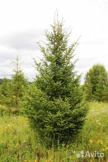 Ель обыкновенная