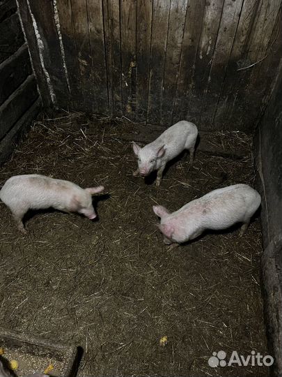 Поросята