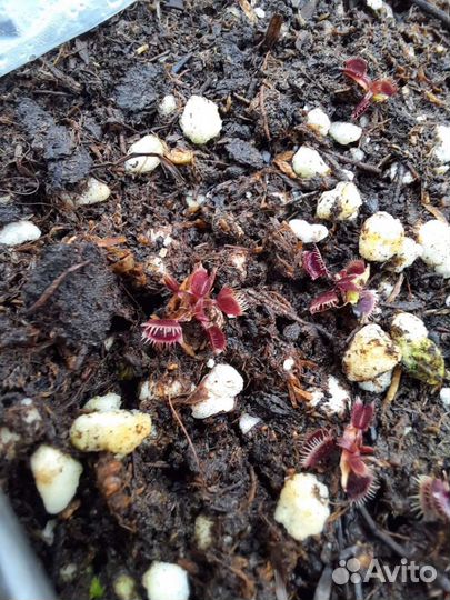 Семена мухоловки MIX RED красных сортов, 3 шт