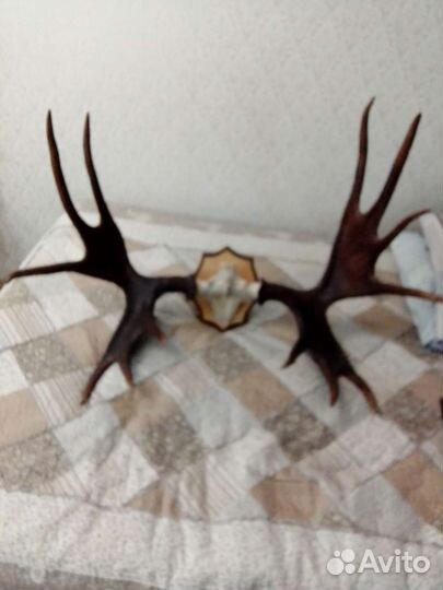 Продам рога лося