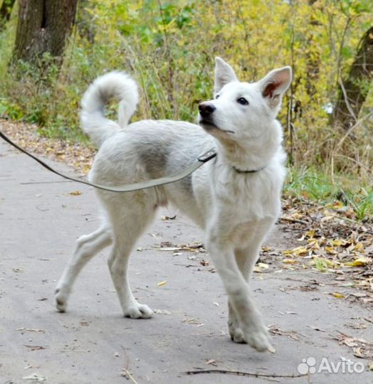 Белый щенок в добрые руки