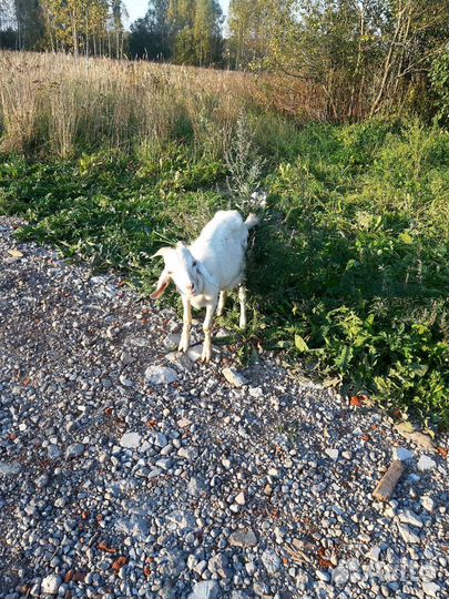 Коза дойная