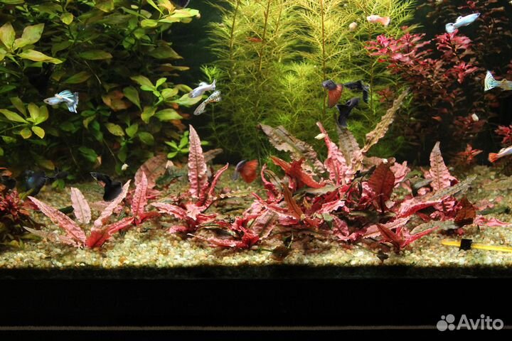 Аквариумные растения