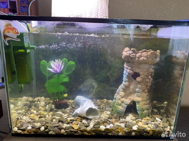 Аквариум + рыбы + декор