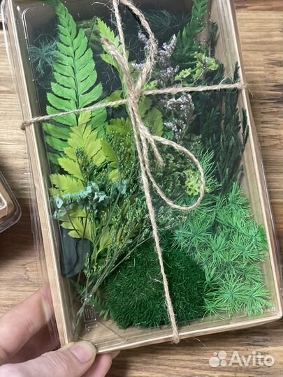 Растения для флорариума