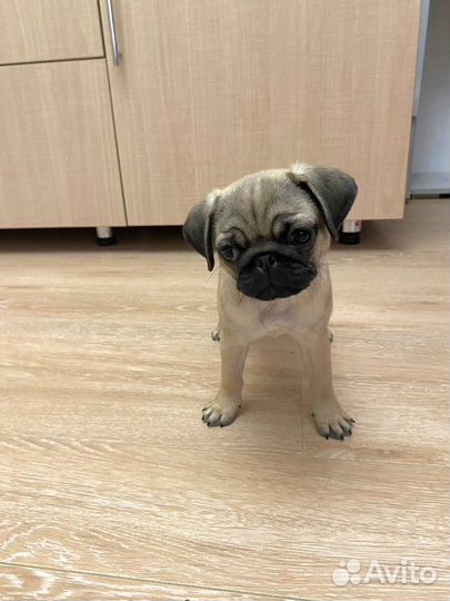 Щенки мопса