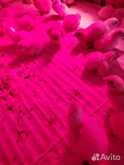 Перепела суточные