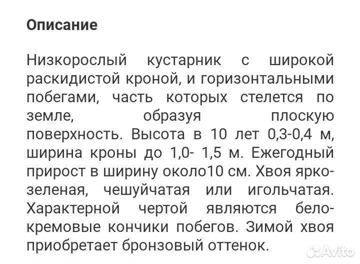 Можжевельник экспанса вариегата