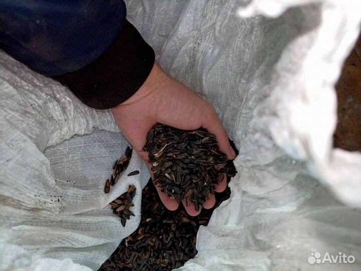 Семечка на корм скоту