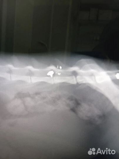 В кота стреляли