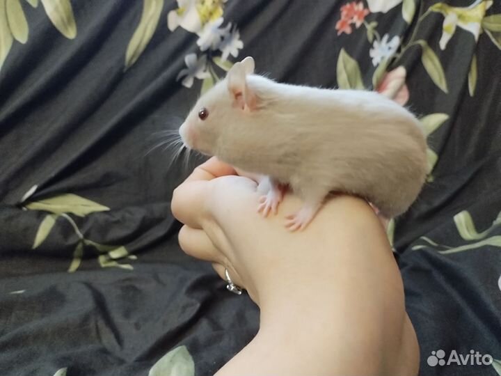 Сирийский хомяк