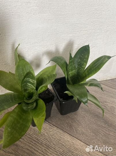 Сансевиерия