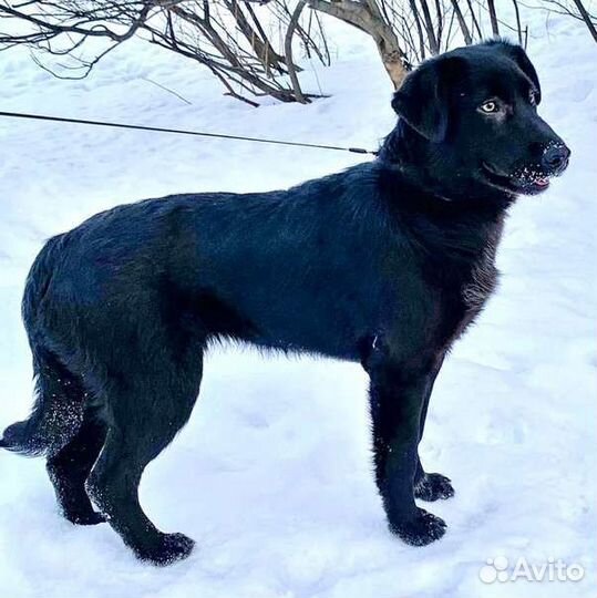 Баги - Багира