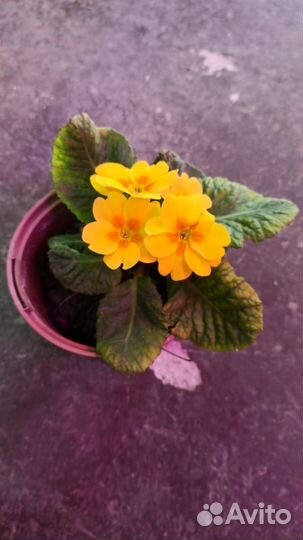 Гинура, глоксиния, примула