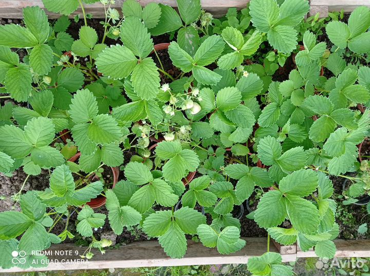 Клубника взрослая в горшках 15 сортов