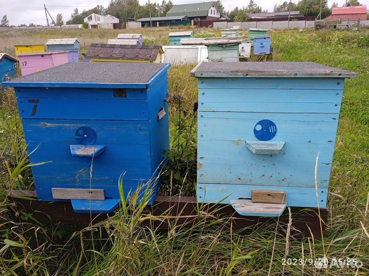 Продам пчелосемьи