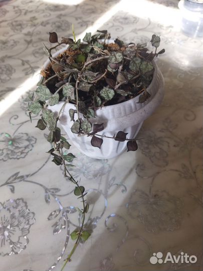 Домашние цветы