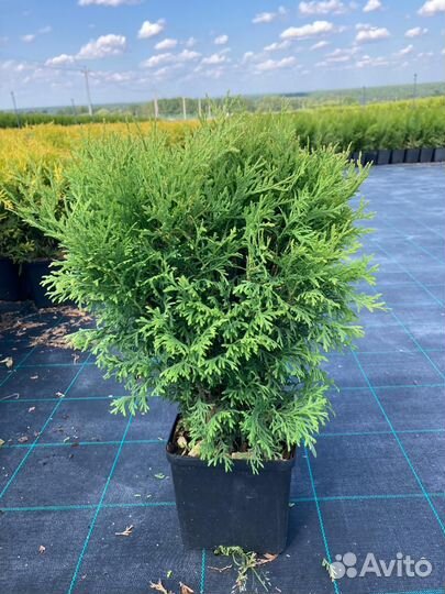 Саженцы Туи