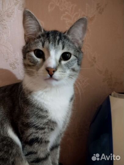 Европейская