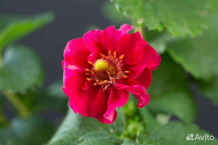 Клубника Саммер бриз роуз