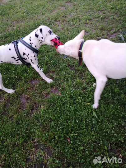 Выгул собак