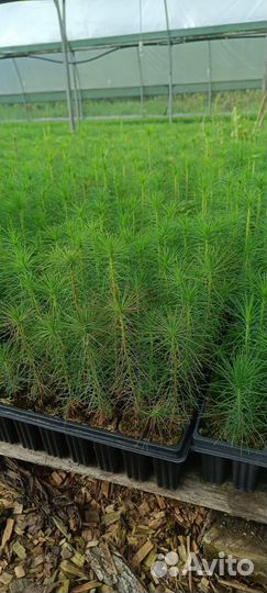 Сеянцы сосны обыкновенной зкс