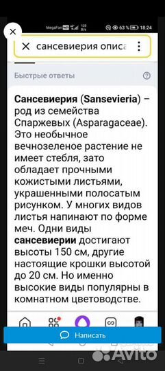 Сансевиерия