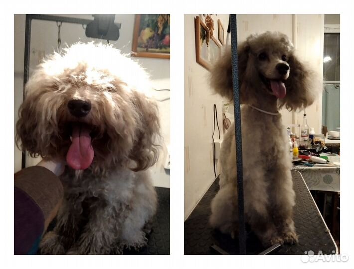 Груминг собак на дому (триминг, стриппинг)