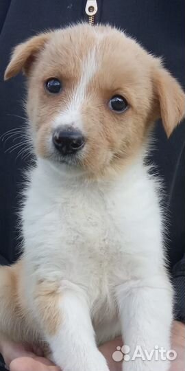 Отдам в добрые руки