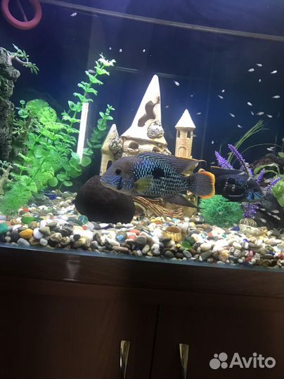 Акара бирюзовая