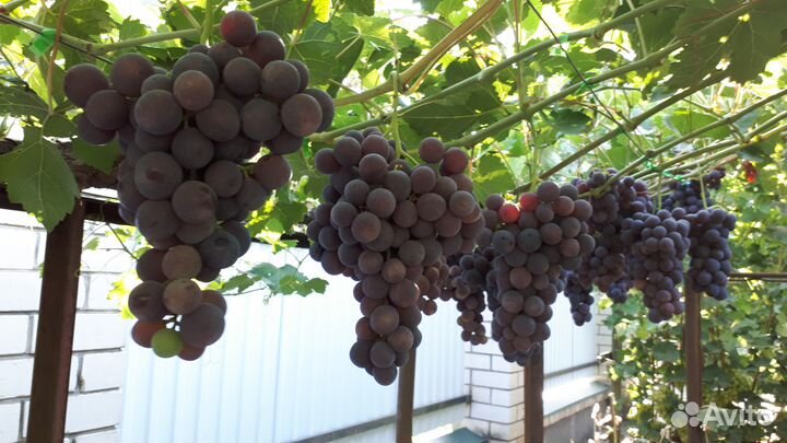 Саженцы черенки винограда Рошфор